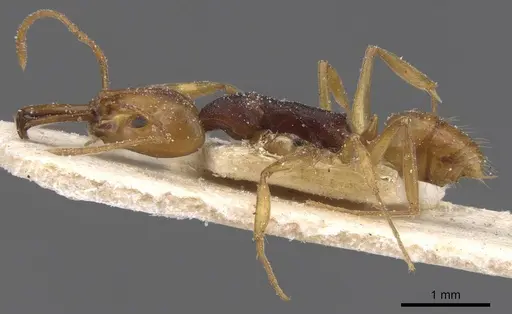 Anochetus pellucidus specimen CASENT0915165 image casent0915165_3