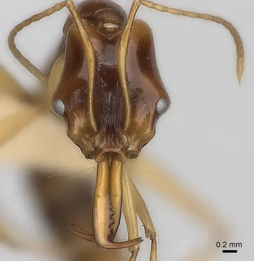 Anochetus princeps specimen CASENT0217511 image casent0217511_2
