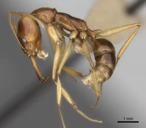 Anochetus princeps specimen CASENT0217511 image casent0217511_3