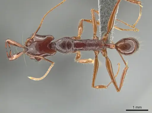 Anochetus princeps specimen CASENT0634783 image casent0634783_1