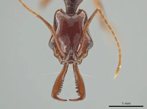 Anochetus princeps specimen CASENT0634783 image casent0634783_2