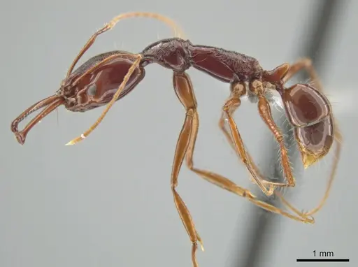Anochetus princeps specimen CASENT0634783 image casent0634783_3