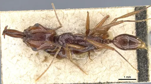 Anochetus princeps specimen CASENT0903980 image casent0903980_1