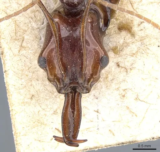 Anochetus princeps specimen CASENT0903980 image casent0903980_2