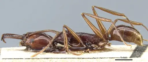 Anochetus princeps specimen CASENT0903980 image casent0903980_3