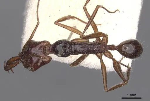 Anochetus princeps specimen CASENT0907402 image casent0907402_1