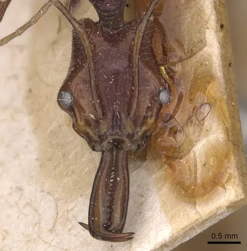 Anochetus princeps specimen CASENT0907403 image casent0907403_2