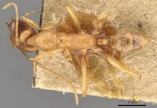 Anochetus princeps specimen CASENT0907408 image casent0907408_1