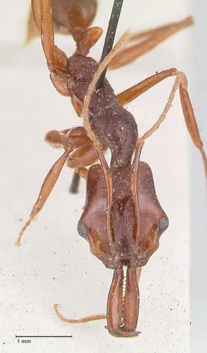 Anochetus princeps specimen FOCOL1042 image focol1042_2