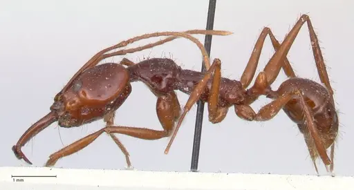 Anochetus princeps specimen FOCOL1042 image focol1042_3