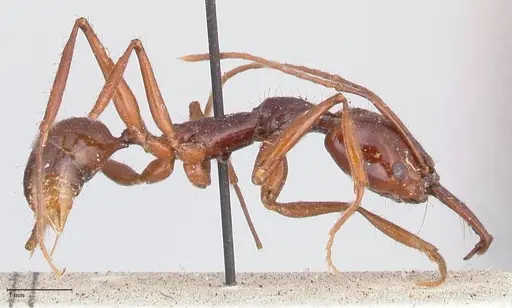 Anochetus princeps specimen FOCOL1042 image focol1042_4