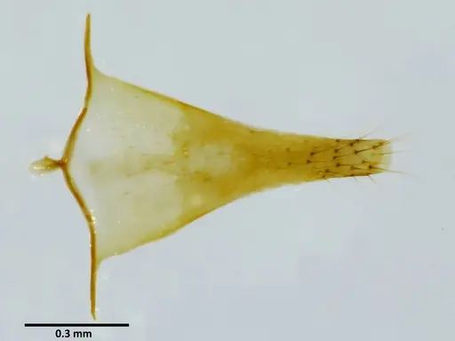 Anochetus princeps specimen SEMUT20160525I image semut20160525i_1