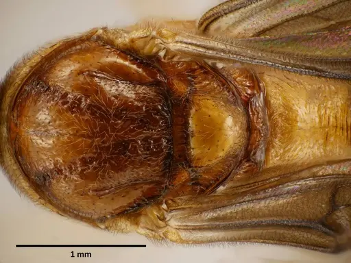 Anochetus princeps specimen SEMUT20160711A image semut20160711a_1