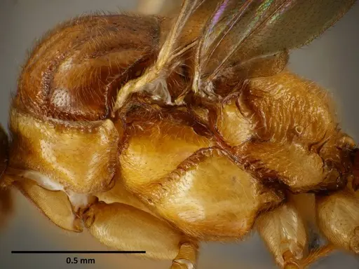 Anochetus princeps specimen SEMUT20160711A image semut20160711a_3