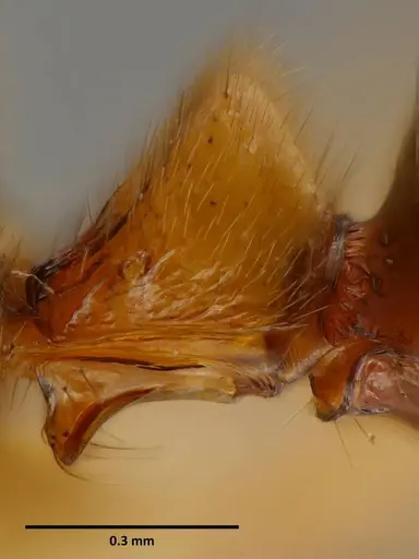 Anochetus princeps specimen SEMUT20160711A image semut20160711a_4