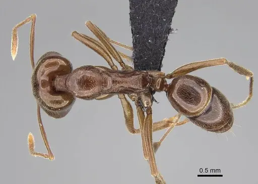 Anochetus pubescens specimen CASENT0098924 image casent0098924_1