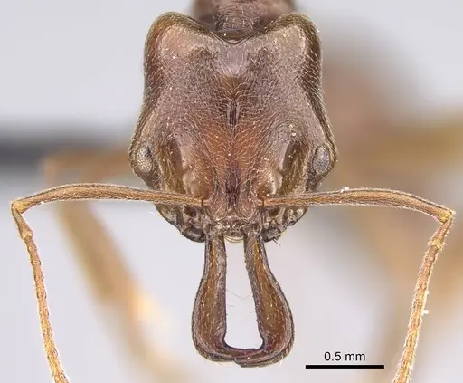 Anochetus pubescens specimen CASENT0098924 image casent0098924_2