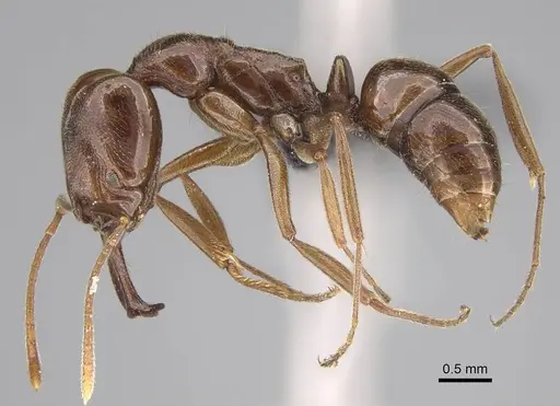 Anochetus pubescens specimen CASENT0098924 image casent0098924_3