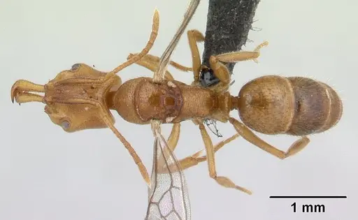 Anochetus pubescens specimen CASENT0132423 image casent0132423_1