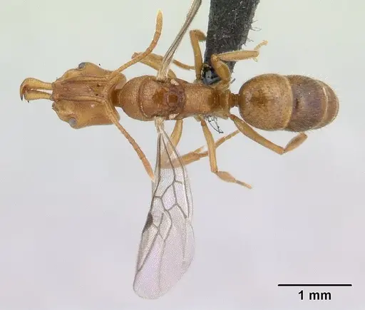Anochetus pubescens specimen CASENT0132423 image casent0132423_2