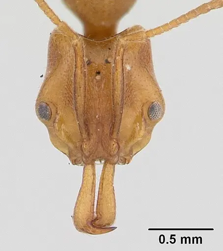 Anochetus pubescens specimen CASENT0132423 image casent0132423_3