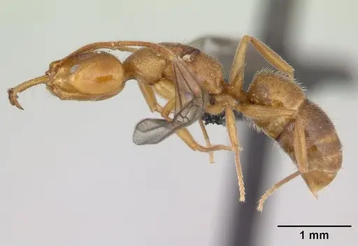 Anochetus pubescens specimen CASENT0132423 image casent0132423_4