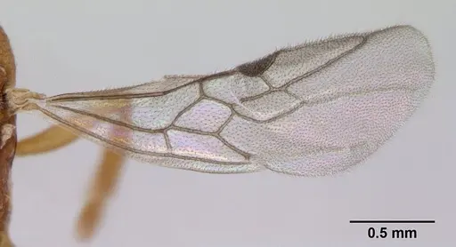Anochetus pubescens specimen CASENT0132423 image casent0132423_5