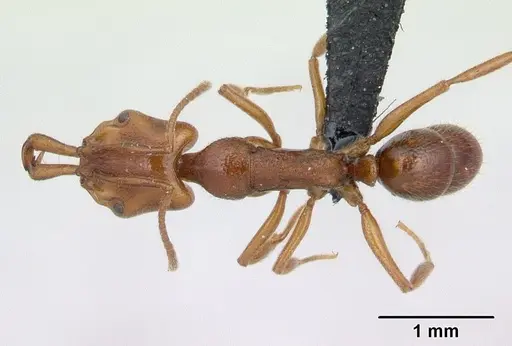 Anochetus pubescens specimen CASENT0136793 image casent0136793_1