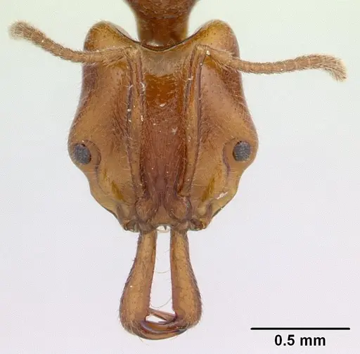 Anochetus pubescens specimen CASENT0136793 image casent0136793_2