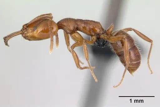 Anochetus pubescens specimen CASENT0136793 image casent0136793_3