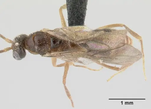 Anochetus pubescens specimen CASENT0147182 image casent0147182_1