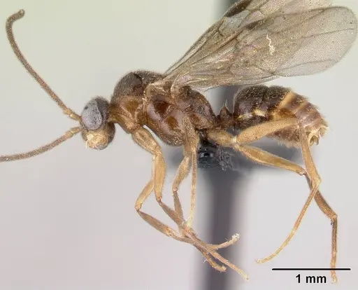 Anochetus pubescens specimen CASENT0147182 image casent0147182_3