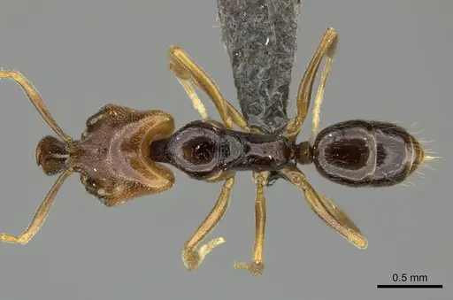 Anochetus punctaticeps specimen CASENT0235365 image casent0235365_1