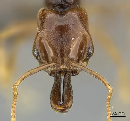 Anochetus punctaticeps specimen CASENT0235365 image casent0235365_2