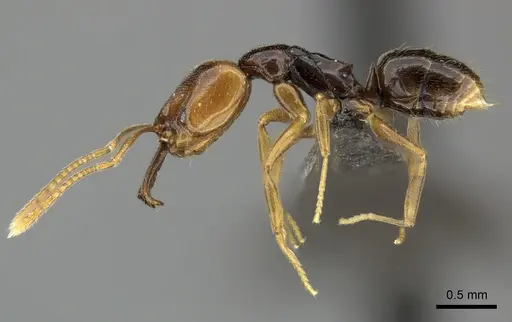 Anochetus punctaticeps specimen CASENT0235365 image casent0235365_3