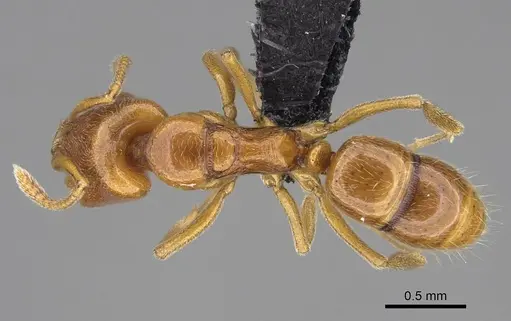 Anochetus punctaticeps specimen CASENT0395033 image casent0395033_1