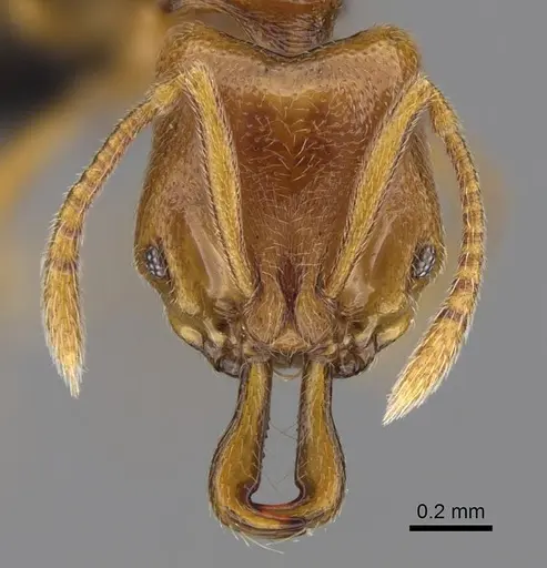 Anochetus punctaticeps specimen CASENT0395033 image casent0395033_2