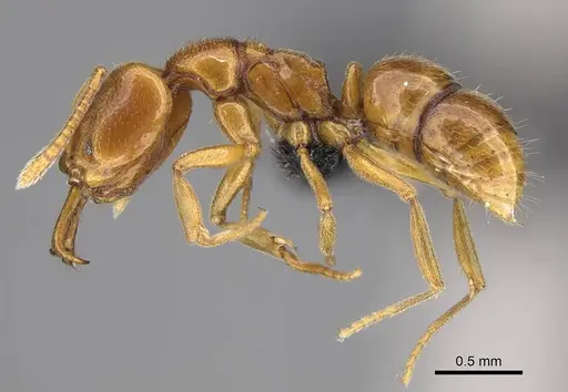 Anochetus punctaticeps specimen CASENT0395033 image casent0395033_3