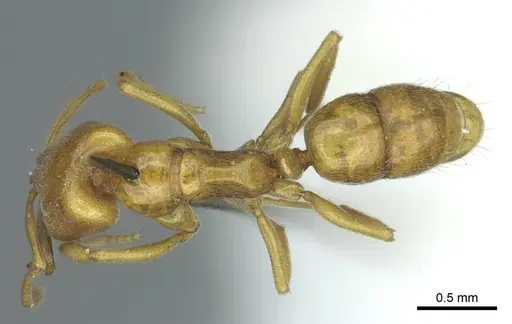 Anochetus punctaticeps specimen CASENT0915894 image casent0915894_1