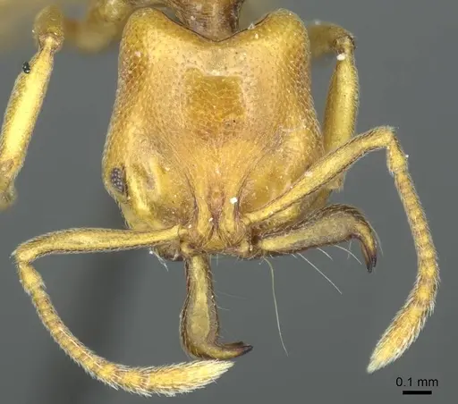 Anochetus punctaticeps specimen CASENT0915894 image casent0915894_2
