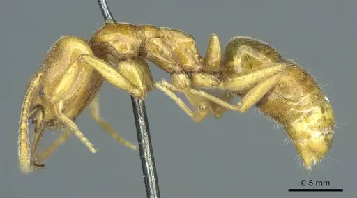 Anochetus punctaticeps specimen CASENT0915894 image casent0915894_3