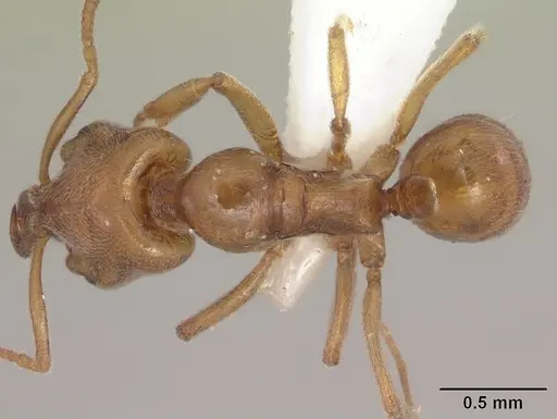 Anochetus punctaticeps specimen SAM-HYM-C007206A image sam-hym-c007206a_1