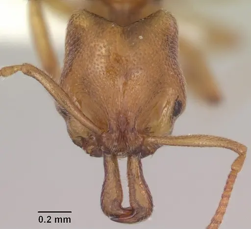 Anochetus punctaticeps specimen SAM-HYM-C007206A image sam-hym-c007206a_2