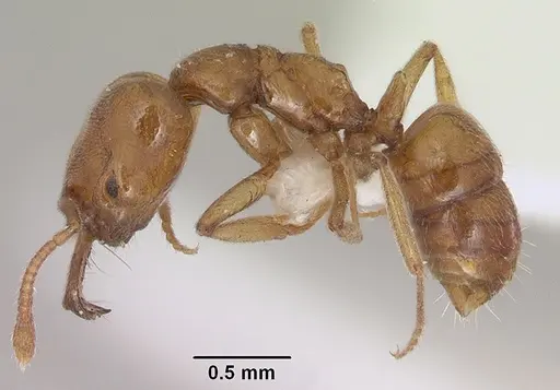 Anochetus punctaticeps specimen SAM-HYM-C007206A image sam-hym-c007206a_3