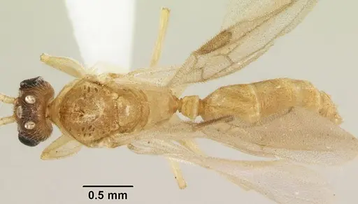 Anochetus punctaticeps specimen SAM-HYM-C007206B image sam-hym-c007206b_1