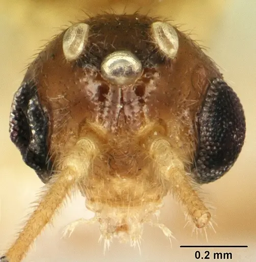 Anochetus punctaticeps specimen SAM-HYM-C007206B image sam-hym-c007206b_2