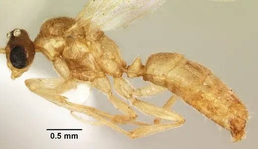 Anochetus punctaticeps specimen SAM-HYM-C007206B image sam-hym-c007206b_3