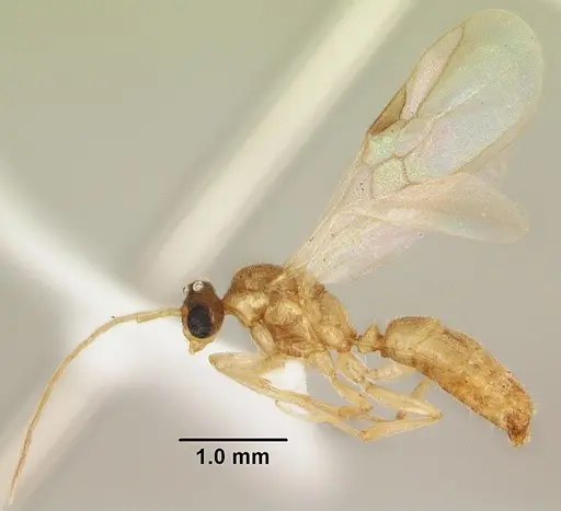 Anochetus punctaticeps specimen SAM-HYM-C007206B image sam-hym-c007206b_4