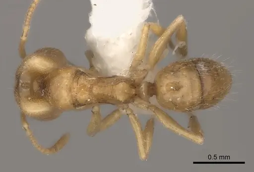 Anochetus pupulatus specimen CASENT0217512 image casent0217512_1