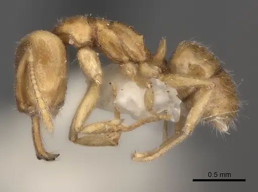 Anochetus pupulatus specimen CASENT0217512 image casent0217512_3